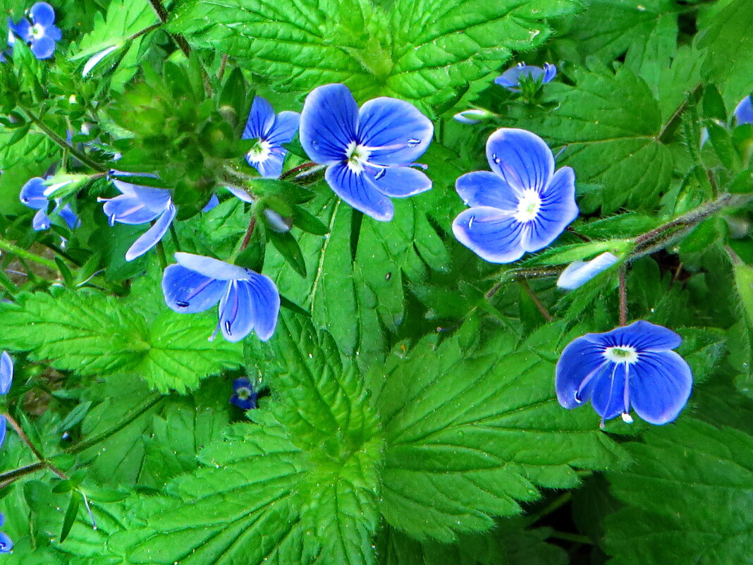 Вероника дубравная - ivan Вероника дубравная - ivan