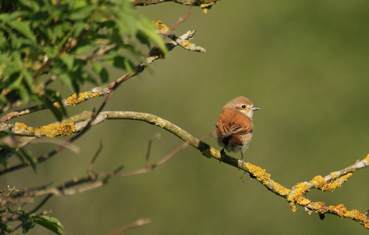 самец в кустиках спрятался - Михаил Жуковский самец в кустиках спрятался - Михаил Жуковский