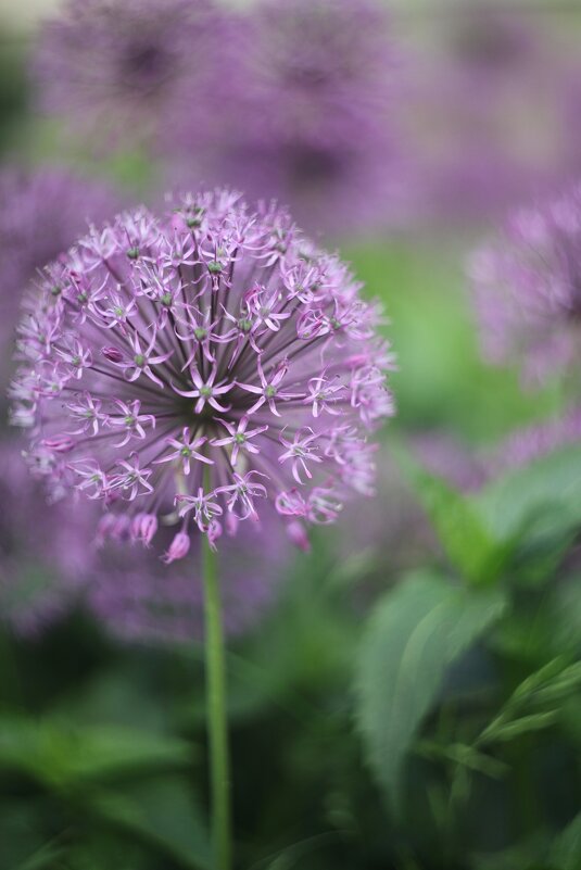 Аллиум - Наташа С