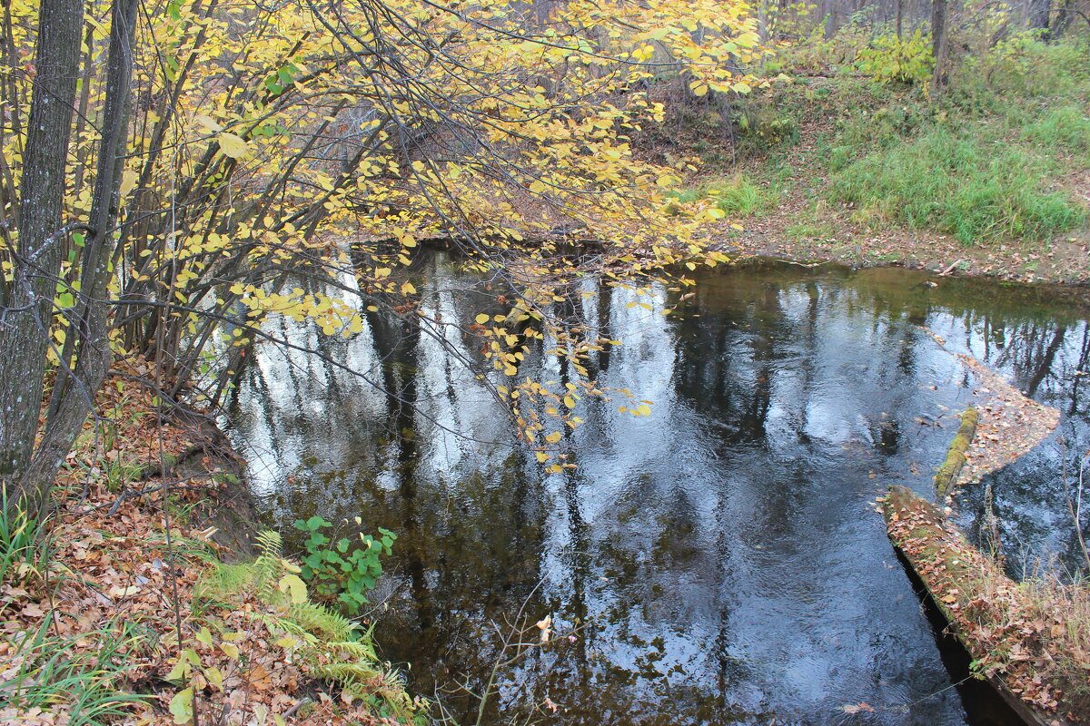 Осенний этюд - Григорий охотник Осенний этюд - Григорий охотник