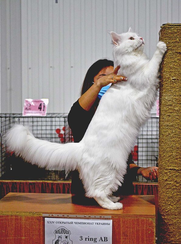 Белоснежный мейн-кун - победитель выставки... - Тамара Бедай Белоснежный мейн-кун - победитель выставки... - Тамара Бедай