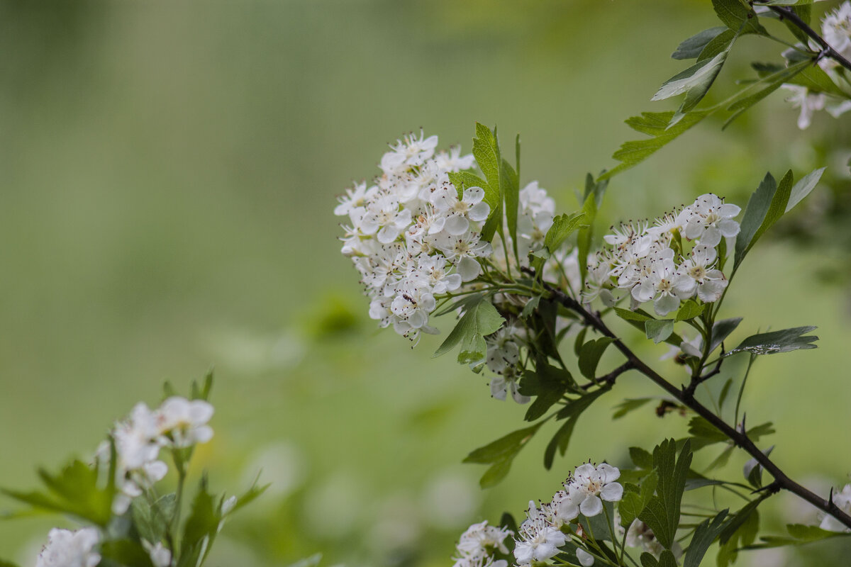 цветущий боярышник - Гонорий Голопупенко цветущий боярышник - Гонорий Голопупенко