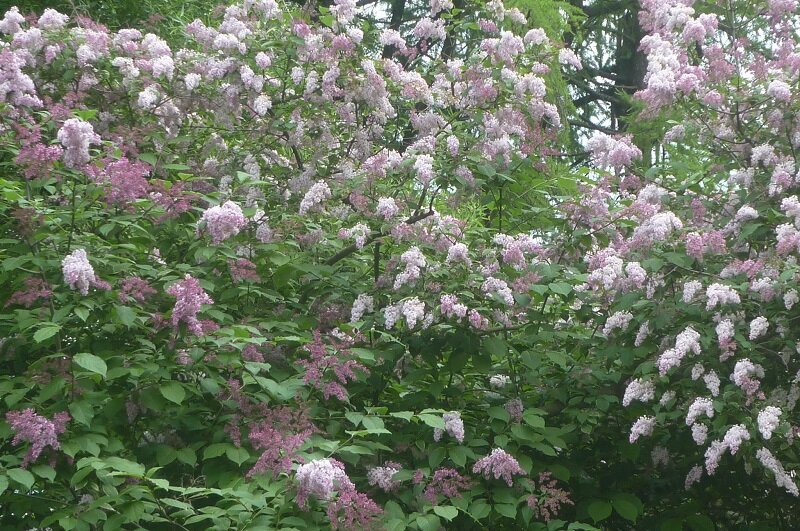 Буйство сирени! - Татьяна Юрасова