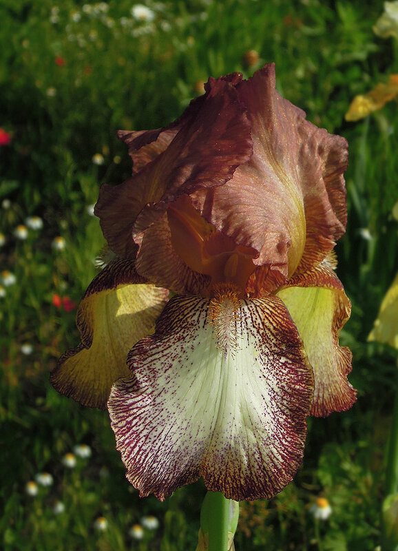 И вновь о расписном ирисе! - Тамара Бедай 