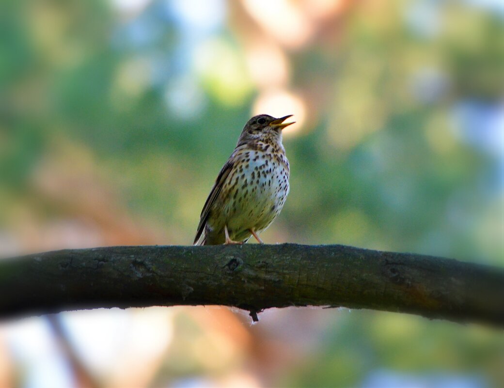 Я вам спою ещё на бис... - Ольга Русанова (olg-rusanowa2010) Я вам спою ещё на бис... - Ольга Русанова (olg-rusanowa2010)