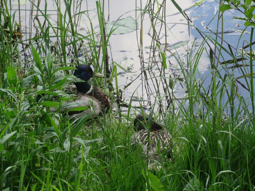 Уединились... - Елена Павлова (Смолова)