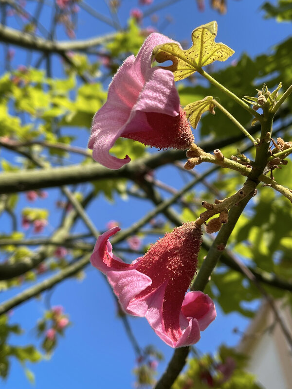 Дерево - Александр Деревяшкин
