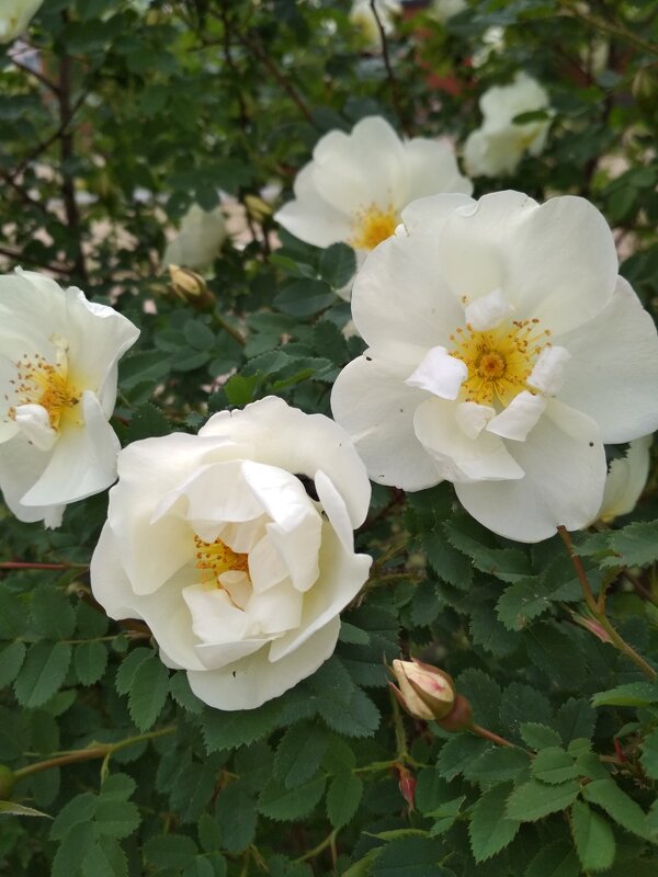 Белый шиповник - Татьяна Лютаева