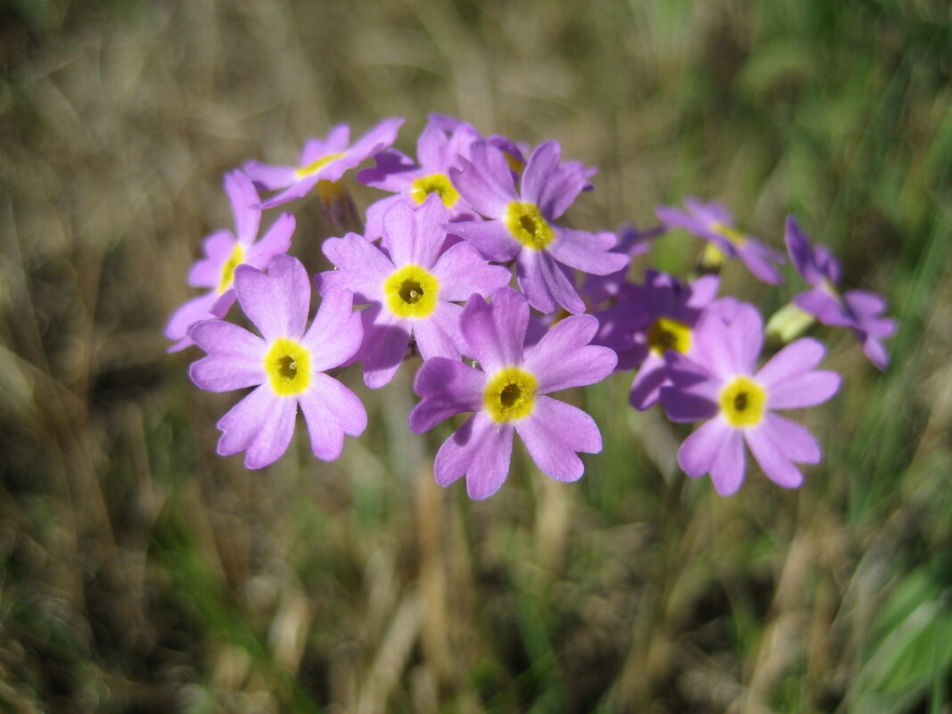 Примула - Anna Ivanova Примула - Anna Ivanova