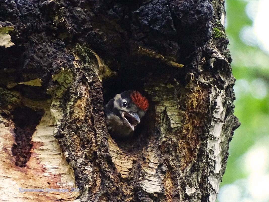 Малыш БПД в дупле - Константин Ординарцев Малыш БПД в дупле - Константин Ординарцев