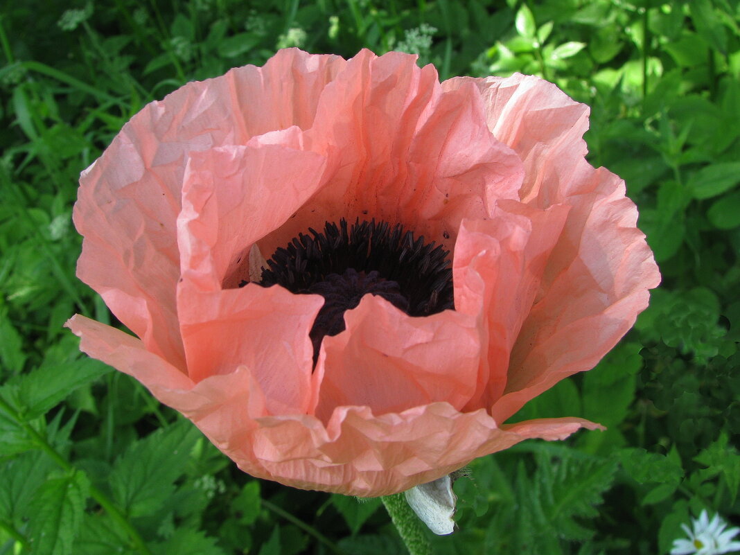 Розовый мак - Людмила Смородинская