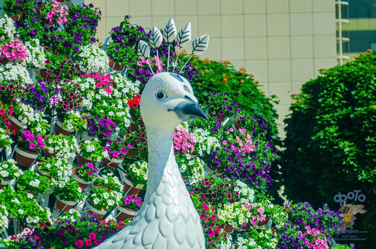 арт-объект «Павлин». - Руслан Васьков арт-объект «Павлин». - Руслан Васьков