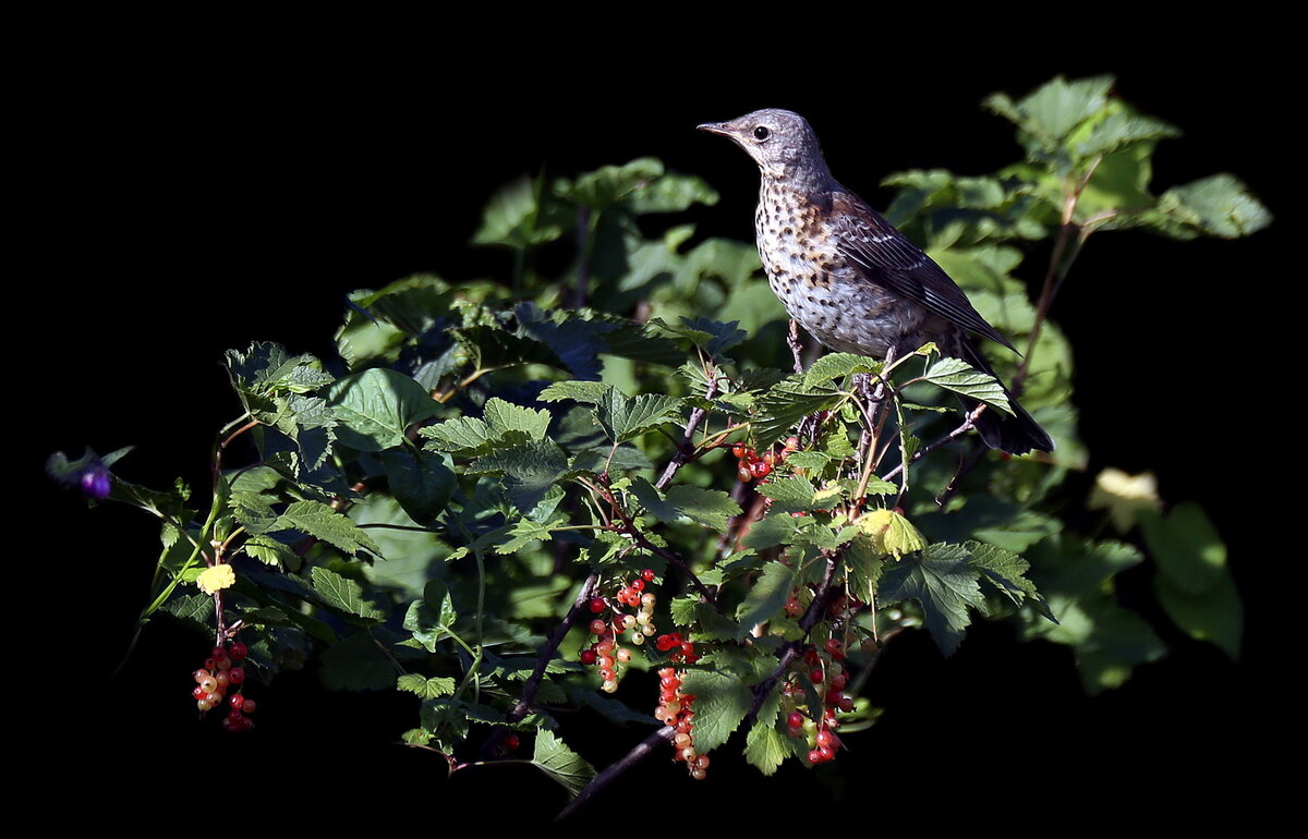 Дрозд на смородине в Коломенском 21 июня - Михаил Бибичков Дрозд на смородине в Коломенском 21 июня - Михаил Бибичков