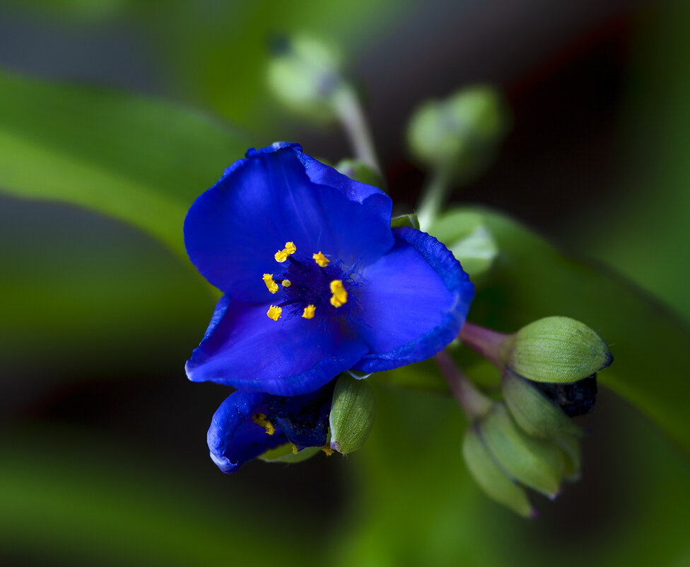 tradescantia - Zinovi Seniak