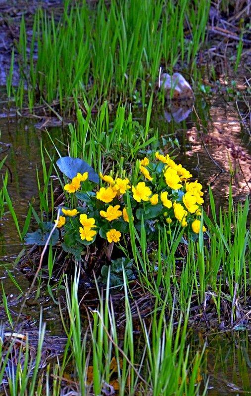 МОЯ ДЕРЕВНЯ, на речке. - Виктор Осипчук МОЯ ДЕРЕВНЯ, на речке. - Виктор Осипчук