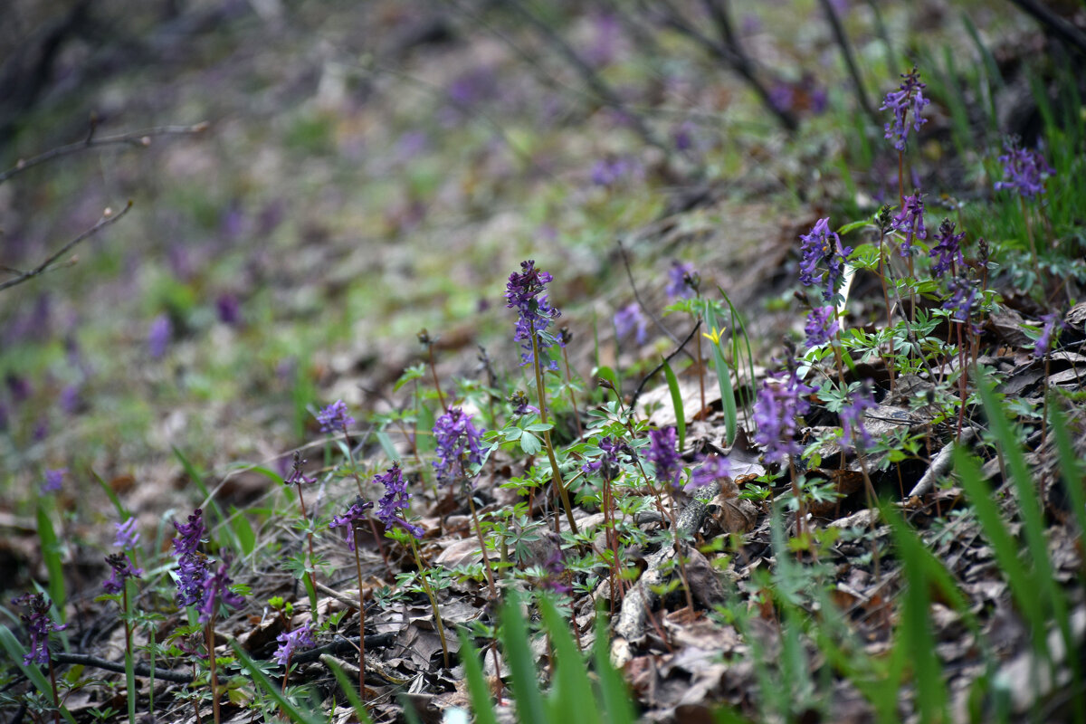 Хохлатка плотная или Хохлатка Галлера. (лат. Corydalis solida; син. Corydalis halleri) - Вики Лапа 