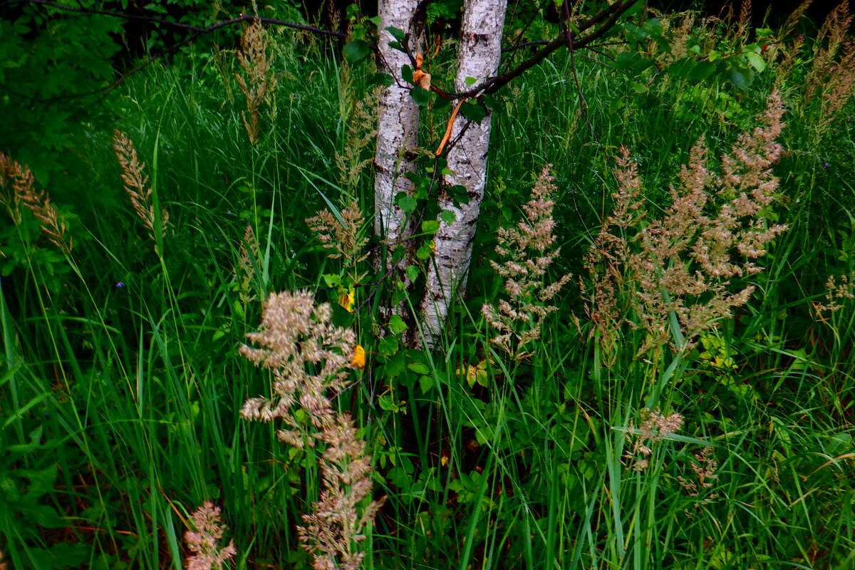 Природа - Михаил 