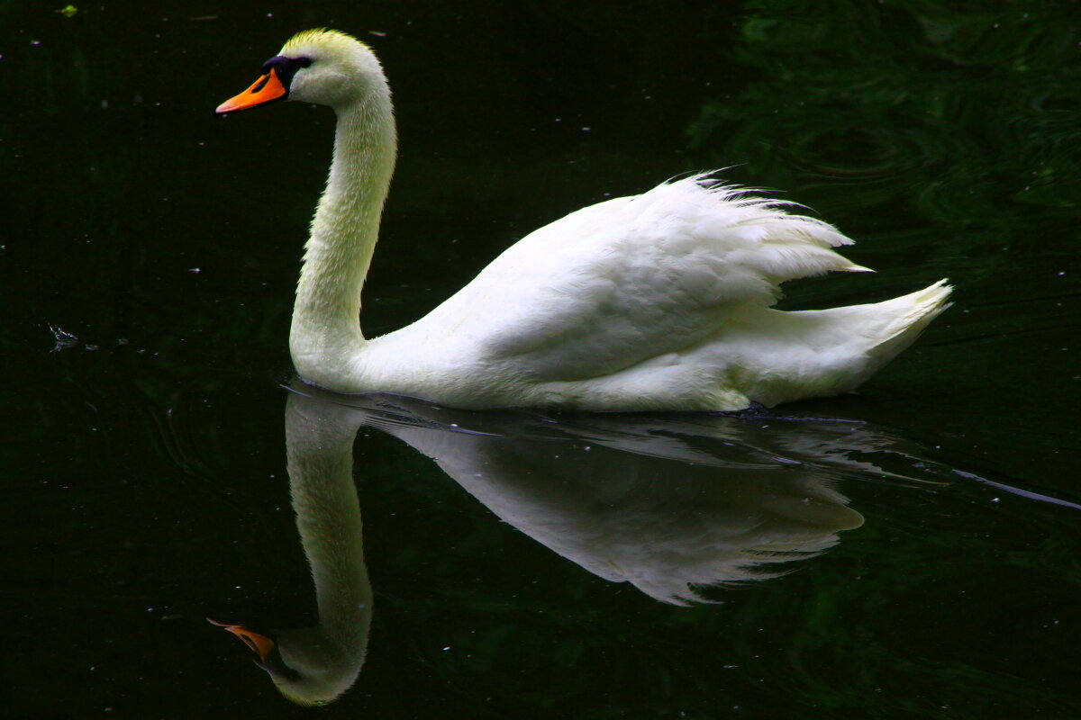 Встреча с грацией - олег свирский Встреча с грацией - олег свирский