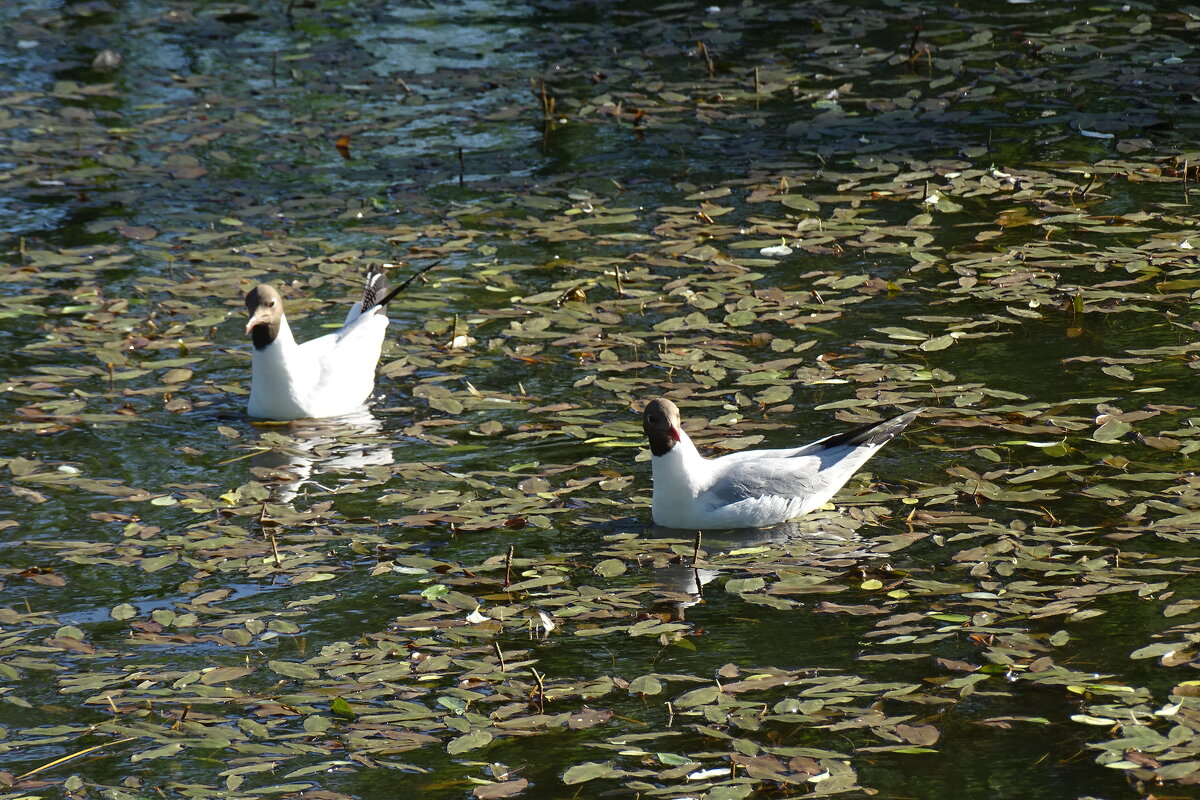 чайки в пруду - Anna-Sabina Anna-Sabina