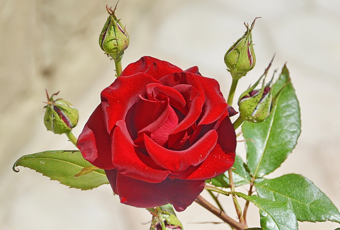 Крымская - Юрий Гилёв Крымская - Юрий Гилёв