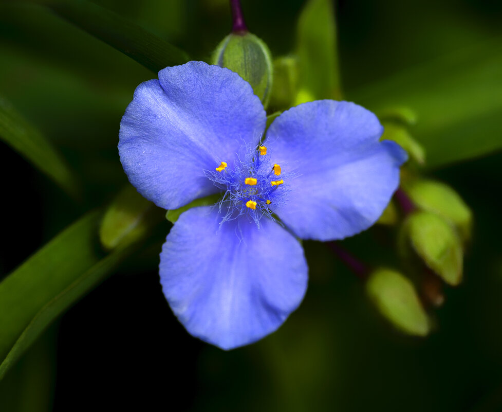 tradescantia - Zinovi Seniak