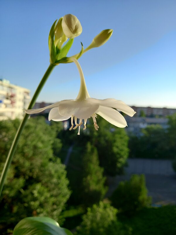 Амазонская лилия встречает утро... - Татьяна 