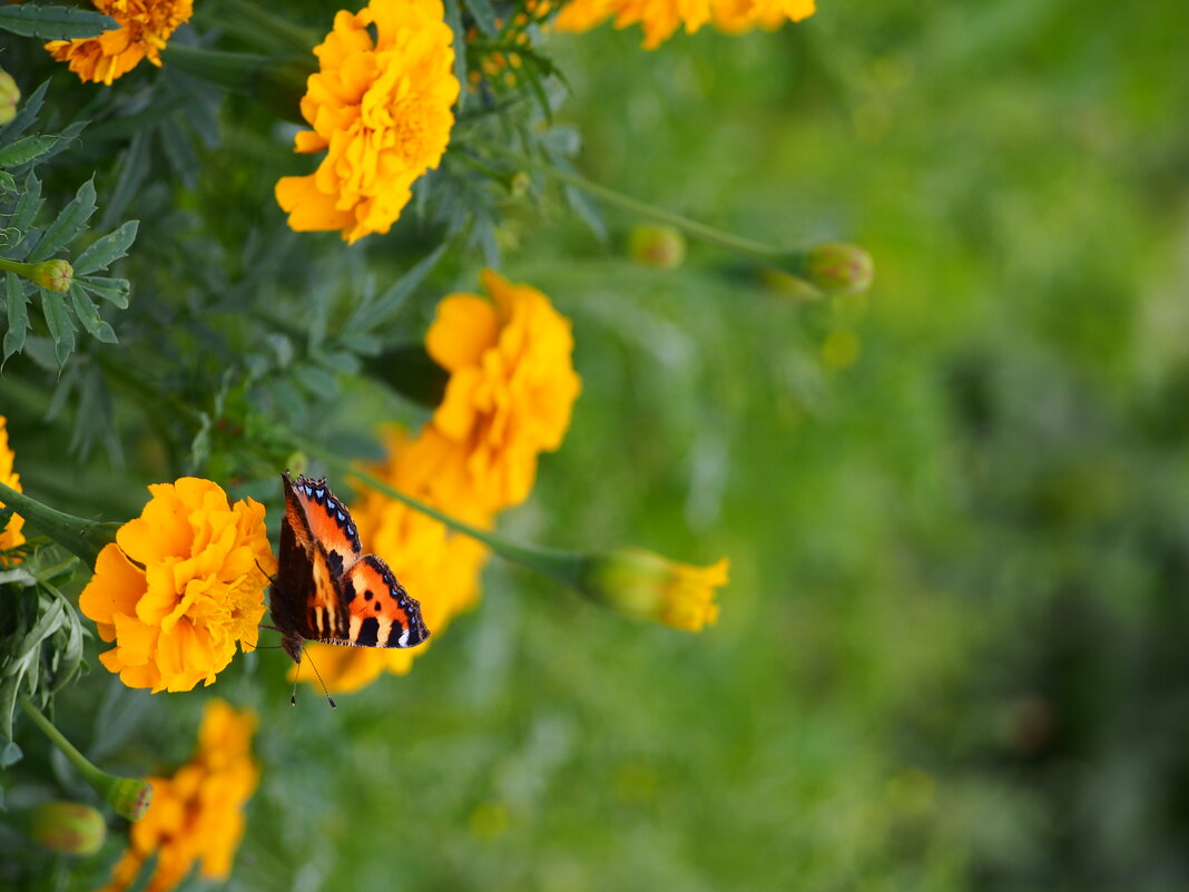 бабочка - оленька 