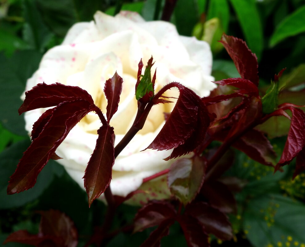 ****** - Елизавета Успенская ****** - Елизавета Успенская