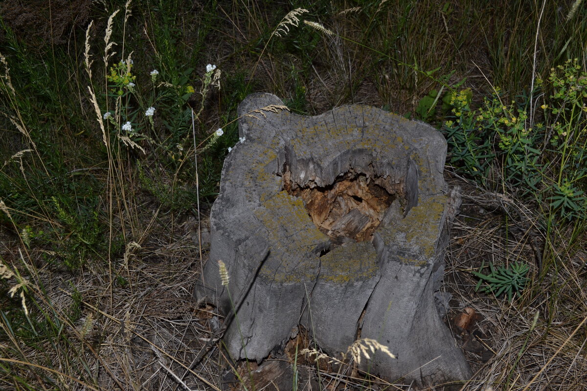 Лесной пенсионер.... - Андрей Хлопонин