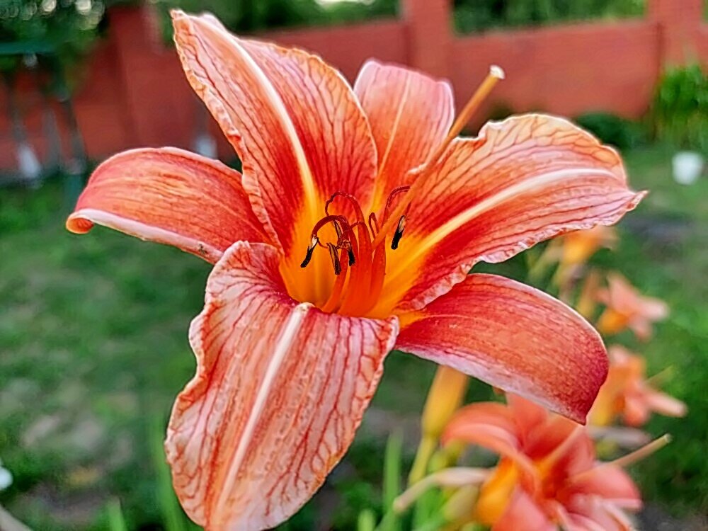 Лилия. - Михаил Столяров