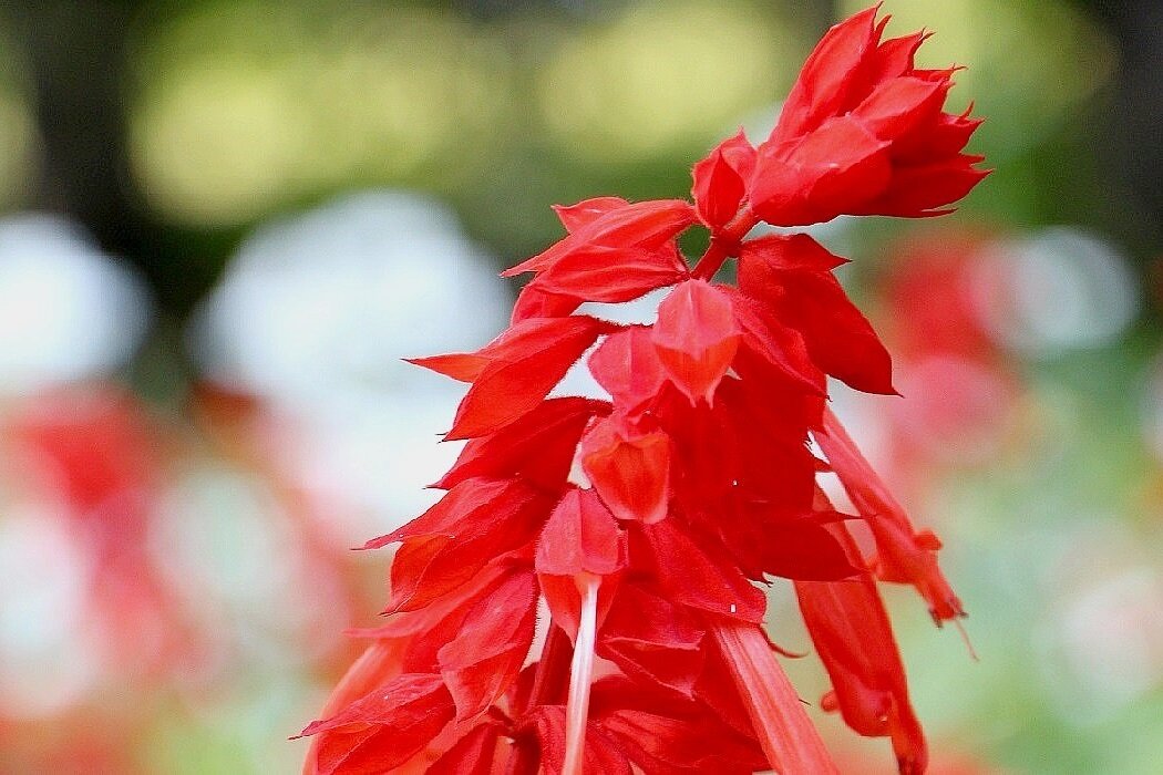 Сальвия - Надежд@ Шавенкова Сальвия - Надежд@ Шавенкова