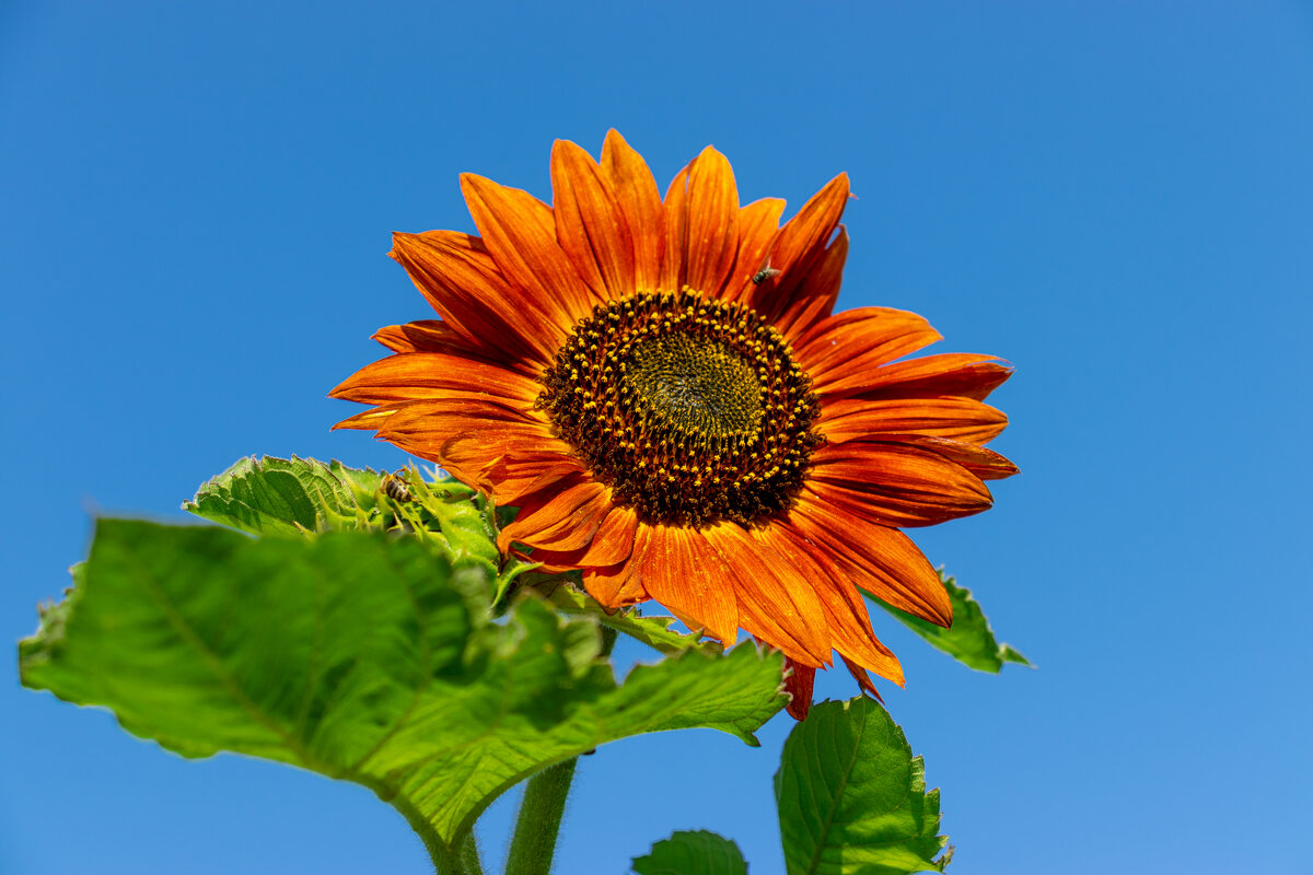 "Декоративный подсолнух" - Сяргей Зайцаў (Lesavik) "Декоративный подсолнух" - Сяргей Зайцаў (Lesavik)