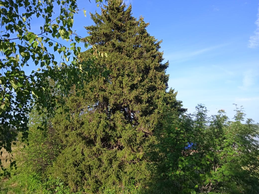 Ель на месте бывшей часовни Параскевы-пятницы - Виктор 