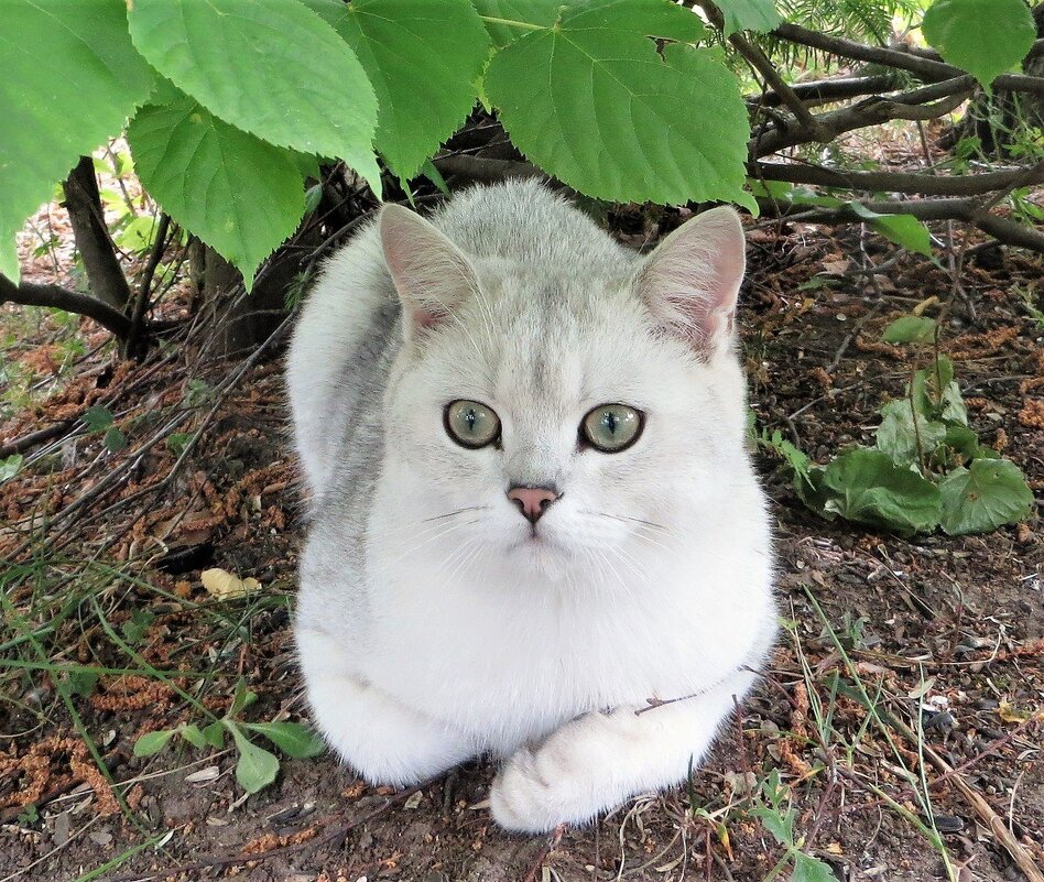 Кефирчик - Лариса С.