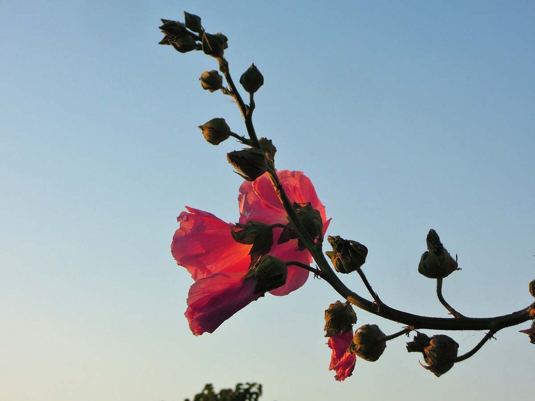 Вперёд и ввысь, цвести - тянуться к свету! - Тамара Бедай Вперёд и ввысь, цвести - тянуться к свету! - Тамара Бедай