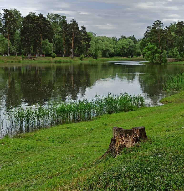 На пенёчке посижу, жизнь свою приторможу... - veilins veilins