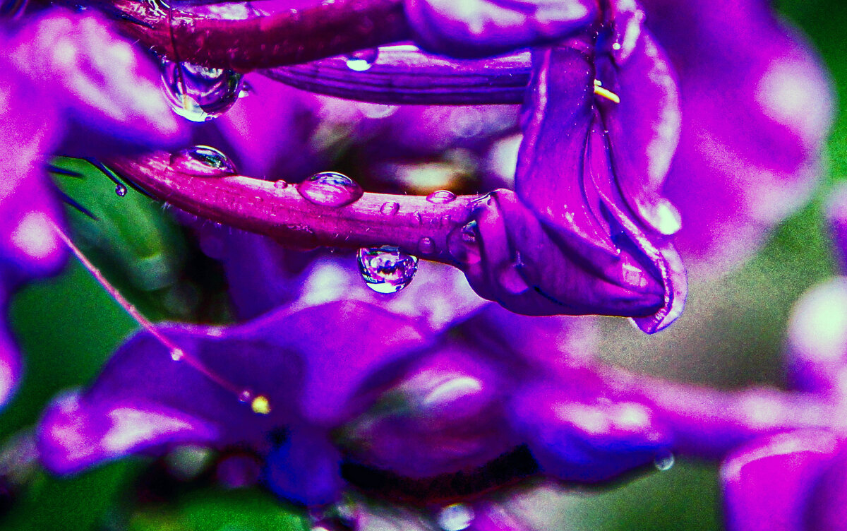 После летнего ливня... - Юрий Яньков После летнего ливня... - Юрий Яньков