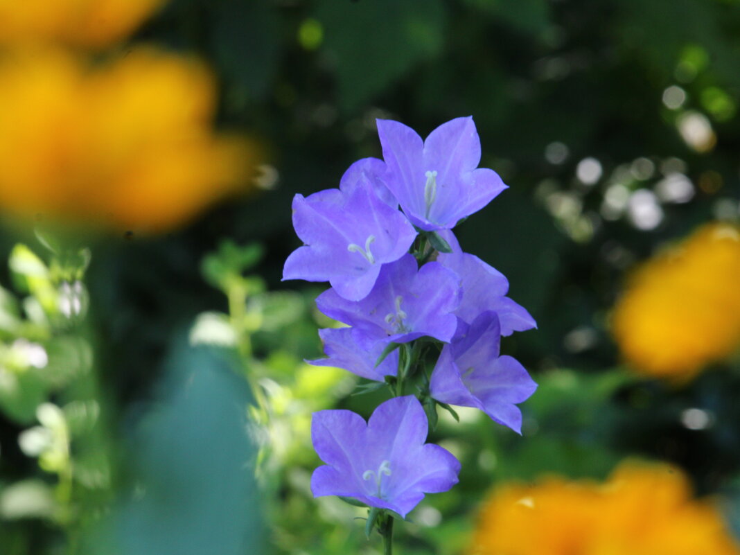 Колокольчики. - Николай 