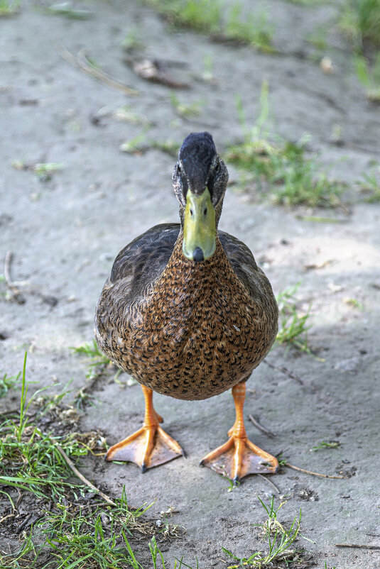 * - Виктор Орехов