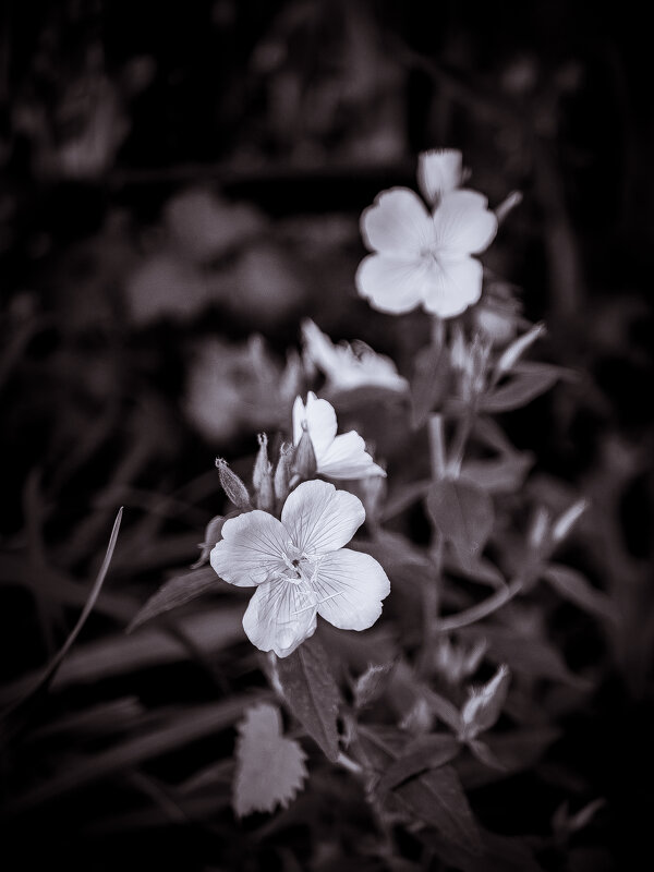 *** - Елена Берсенёва