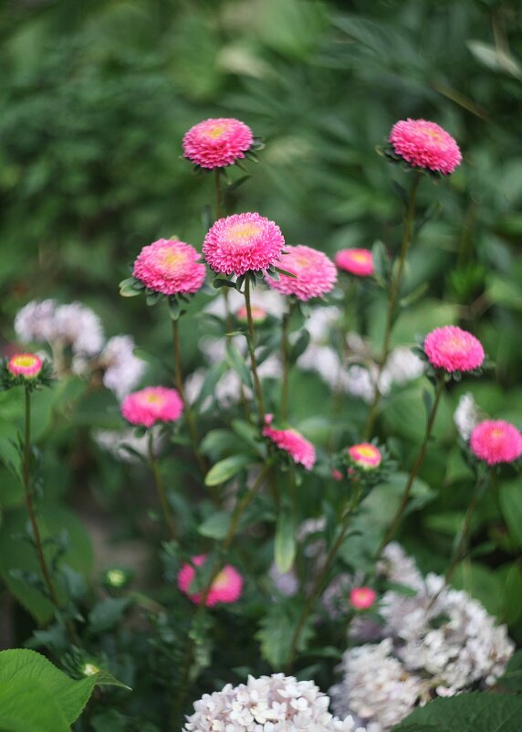 Астры - Наташа С