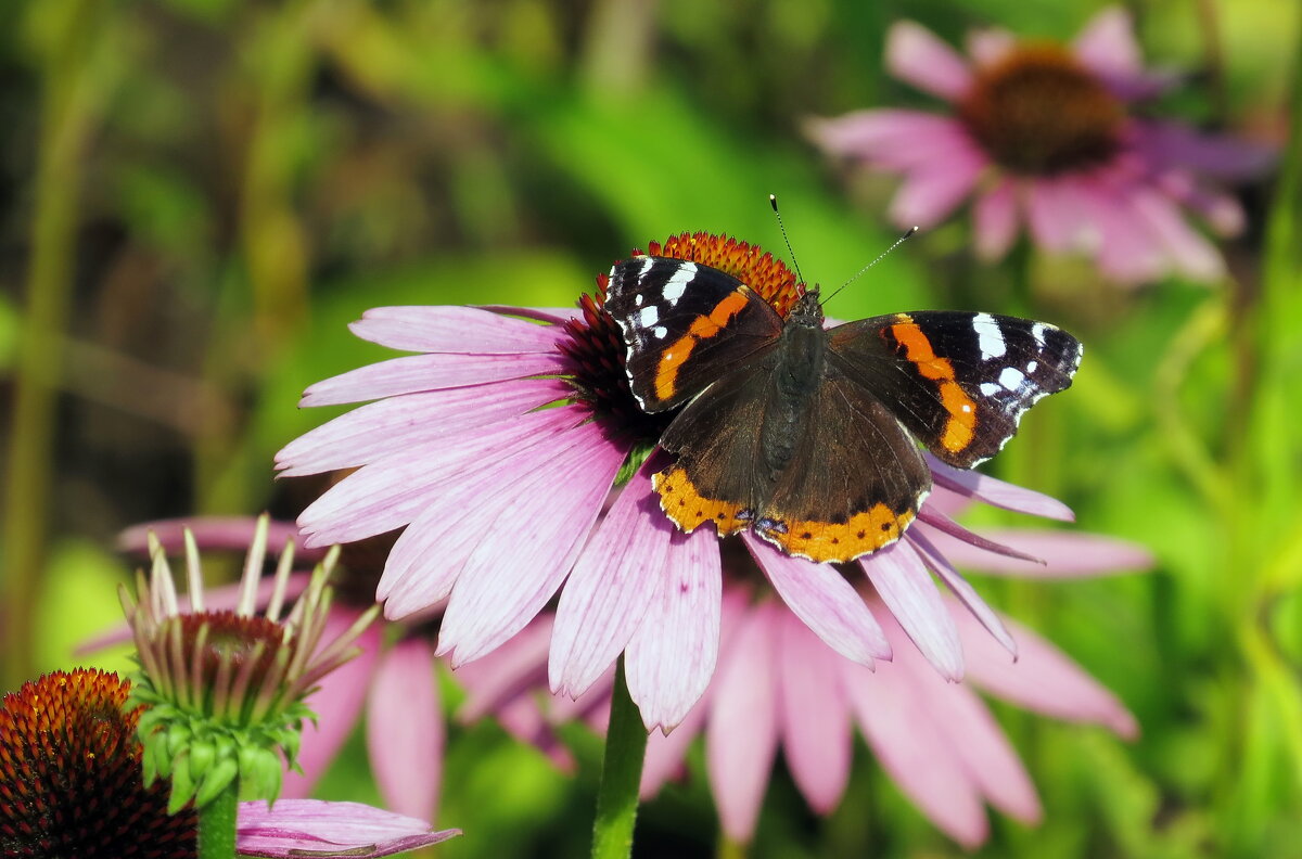 Среди цветов. - Владимир однакО... 