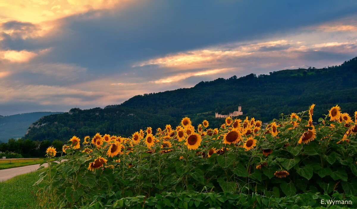 summer - Elena Wymann