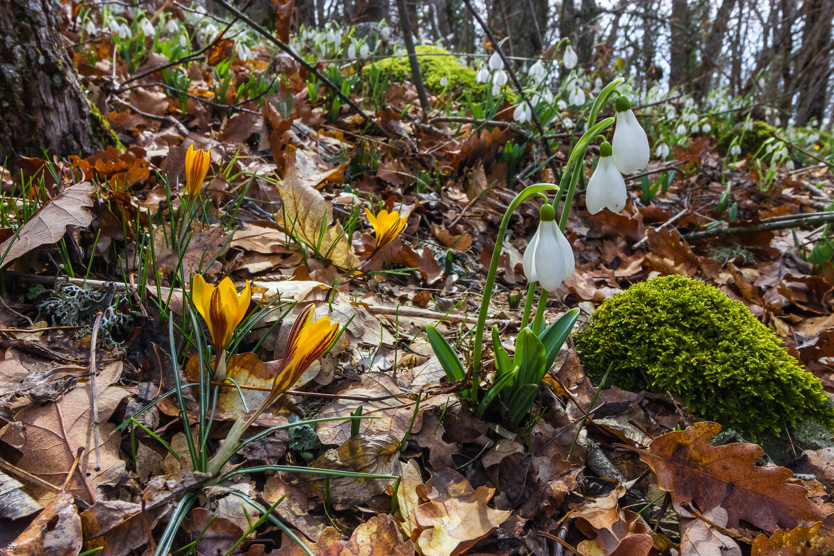 ПЕРВОЦВЕТ - Sergey Bagach
