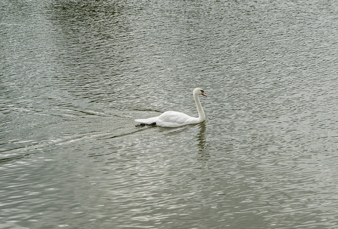 Красавица - Ирина Соловьёва