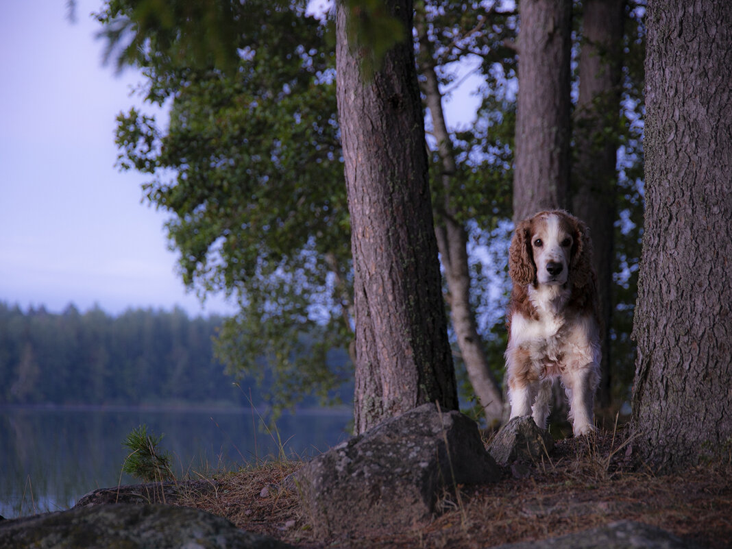 Добрый вечер ! - liudmila drake Добрый вечер ! - liudmila drake