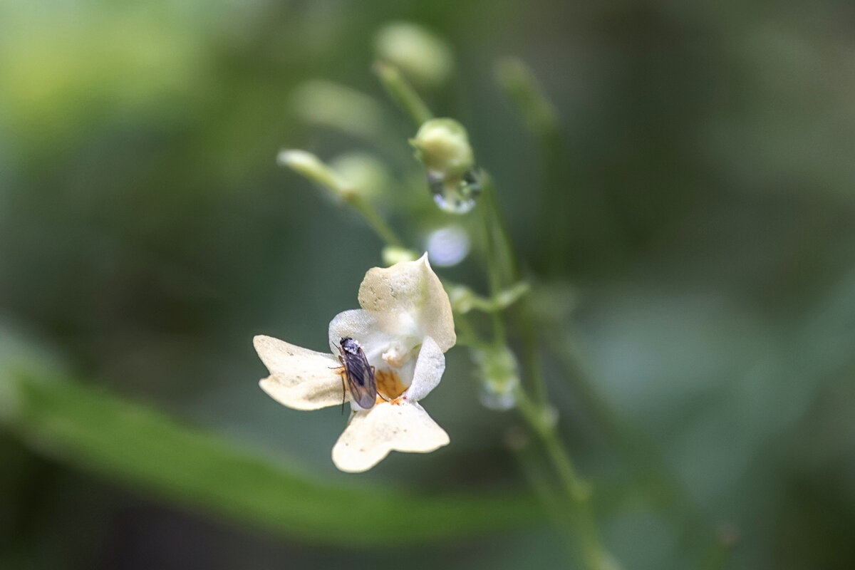 Малюська на малюське. - Анатолий. Chesnavik. Малюська на малюське. - Анатолий. Chesnavik.