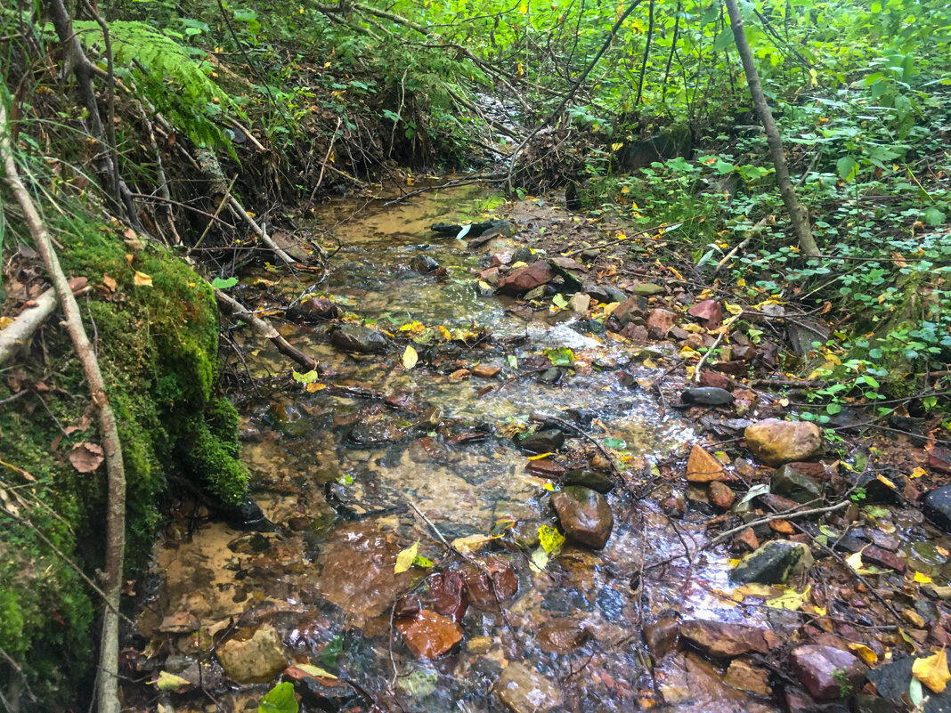 Приток реки Курмышка - Микто (Mikto) Михаил Носков