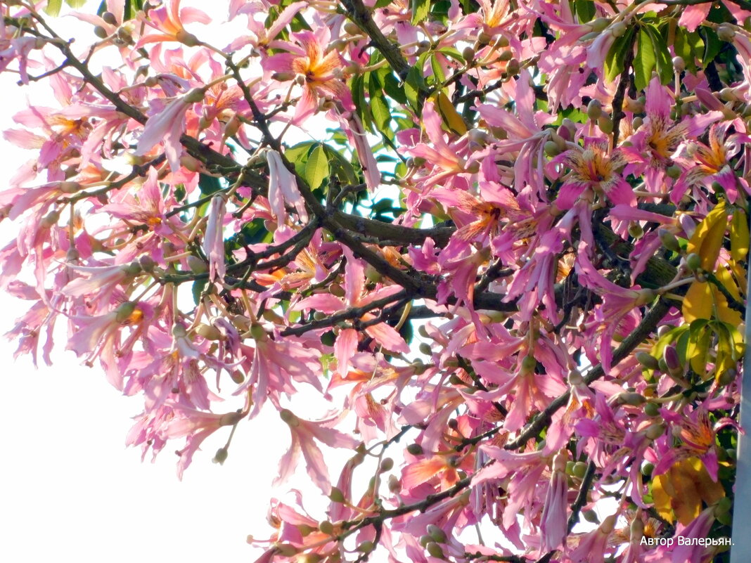 Хоризия. - Валерьян Запорожченко Хоризия. - Валерьян Запорожченко