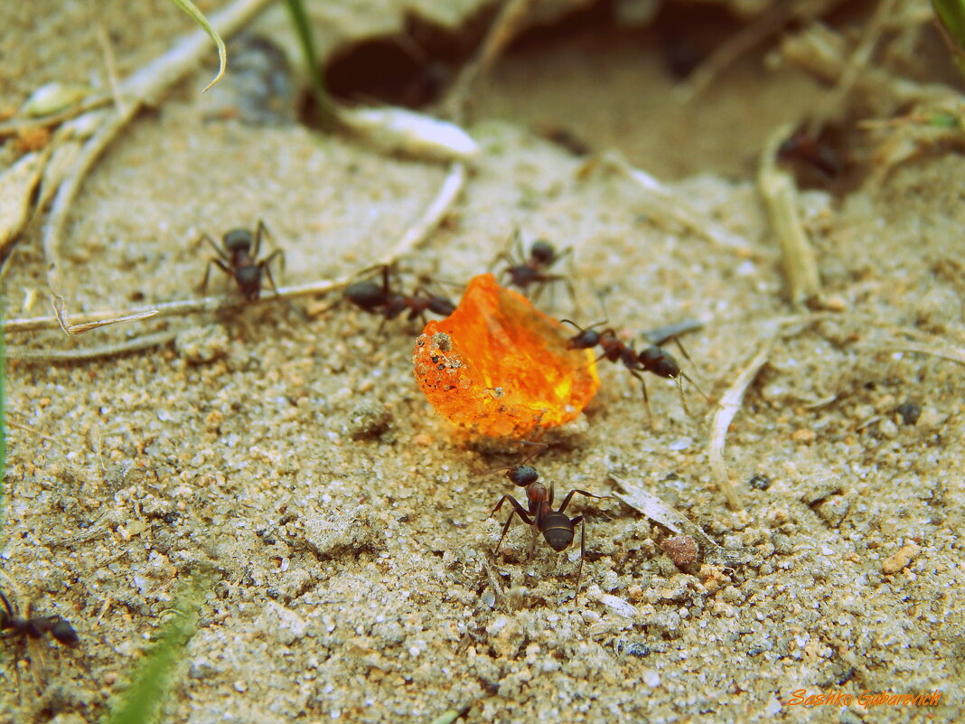 Найденная еда - Сашко Губаревич Найденная еда - Сашко Губаревич